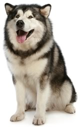 Siberian Husky